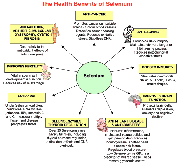 selenium antioxidant에 대한 이미지 검색결과